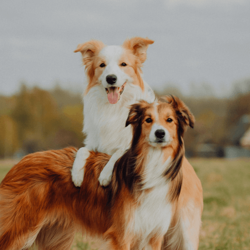 Spay & Neuter